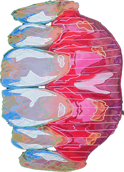 Illustrazione artistica di un'arcata dentale